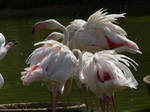 FZ006154 Greater flamingos (Phoenicopterus roseus).jpg